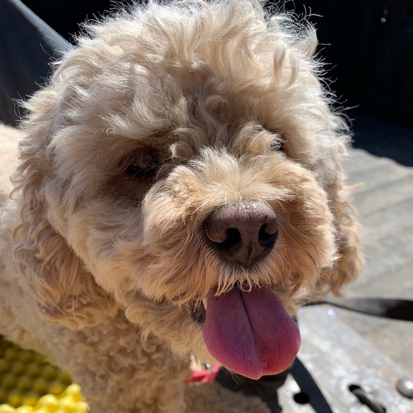 Meet your Posher, Ronna - Picture 5 of 7